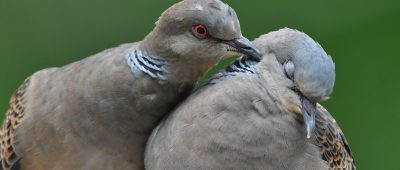 Saarländer sollen sich mit Vögeln beschäftigen
