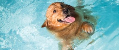 Termine für Hundeschwimmen 2023 im Saarland: Diese Freibäder lassen Vierbeiner ins Wasser