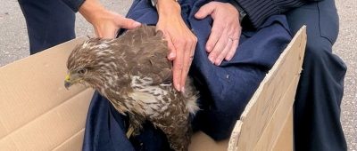 Autobahnpolizei rettet verletzten Raubvogel auf A6