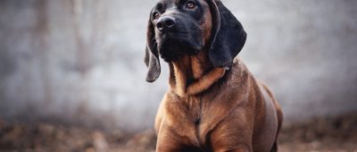 "Kurioses Verschwinden": Wurde in St. Wendel ein Hund entführt?