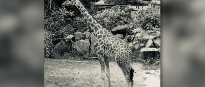 Giraffe im Neunkircher Zoo gestorben: Tod sei "sehr überraschend" gewesen