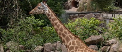 Nach überraschendem Tod von "Njaro" in Zoo Neunkirchen: Peta fordert Ende der Giraffenhaltung
