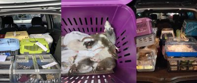 Frau hortet rund 800 Ratten in Wohnung: "Großnotfall" in Altenkirchen sorgt für Aufsehen