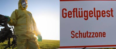 Geflügelpest-Nachweise im Saarland: Das ist der aktuelle Stand
