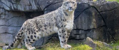 Neuer Schneeleopard "Olaf" lebt jetzt im Zoo Neunkirchen
