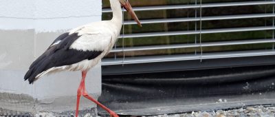Randalierer-Storch "Jean-Jacques" sorgt für Ärger in St. Wendel