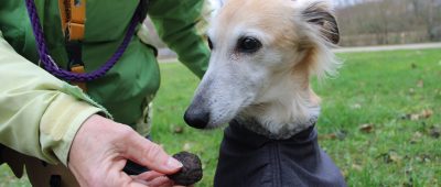 Saarländerin bildet Vierbeiner zu Trüffel-Spürhunden aus