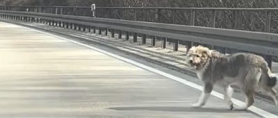 Ausgerissener Hund stoppt Verkehr auf der A620 - Tier über mehrere Kilometer alleine unterwegs