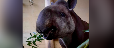 Zoo Saarbrücken nimmt Abschied von Tapir "Kuni"