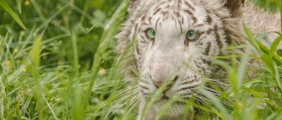 Schielender Tiger kriegt ein neues Zuhause in Rheinland-Pfalz