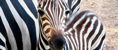 Süßer Zebra-Nachwuchs im Zoo Saarbrücken