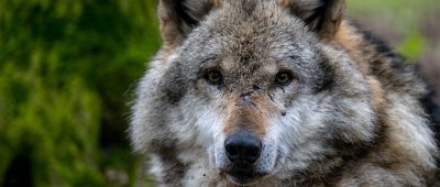 Immer mehr Wölfe in Rheinland-Pfalz - Frust bei Schäfern