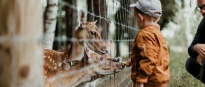 Kind füttert Wildtiere von Hand in Tierpark