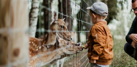 Kind füttert Wildtiere von Hand in Tierpark
