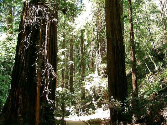 Muir Woods National Monument, California, USA / Personal picture taken by user Urban, 2004