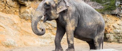 Die Asiatische Elefantenkuh Kirsty wird 50 und lebt davon bereits 12 Jahre im Zoo in der Kreisstadt Neunkirchen. 
Foto: monsieurmaurice.de