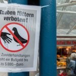Foto: Das Füttern von Tauben ist in Saarbrücken verboten. Archivfoto: Silas Stein/dpa.