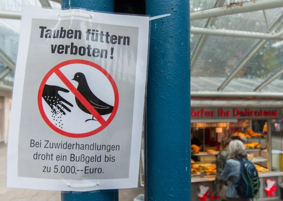 Foto: Das Füttern von Tauben ist in Saarbrücken verboten. Archivfoto: Silas Stein/dpa.