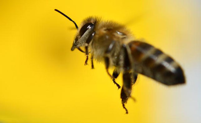 Die Biene ist vom Aussterben bedroht...(dpa)