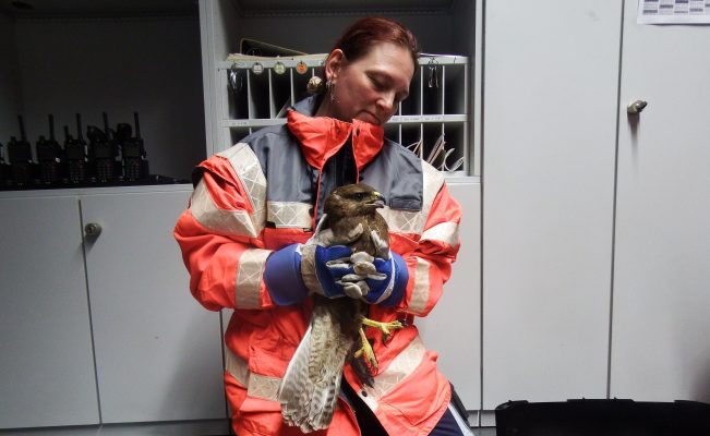 Eine Mitarbeitern des Tiernotrufs kümmerte sich um das verletzte Tier. Foto: Polizeiinspektion Sulzbach