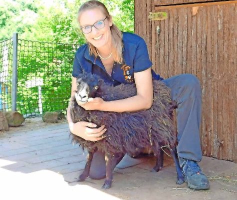 Die Zootierärztin untersucht das Auge des Schafs Lena. Foto: Stephanie Schwarz