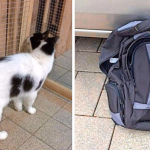 Die Katze wurde eingesperrt in einem Rucksack gefunden. Foto: Tierschutzverein Völklingen.