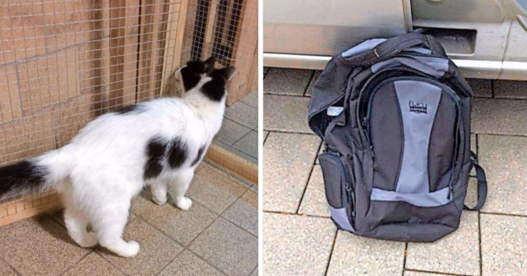 Die Katze wurde eingesperrt in einem Rucksack gefunden. Foto: Tierschutzverein Völklingen.