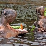 Die Flusspferde im Zoo von Amnéville haben nicht nur große Mäuler – sondern auch großen Appetit. Foto: Thomas Reinhardt