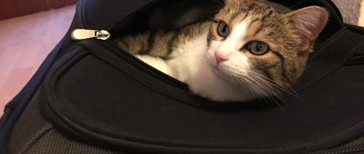 Katzen steckt man nicht so einfach in die Tasche!