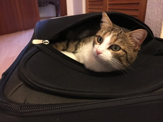 Katzen steckt man nicht so einfach in die Tasche!