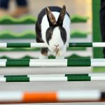 Beim Kaninhop müssen sich Kaninchen an verschiedenen Hindernissen messen. Archivfoto: Jan Woitas/dpa-Bildfunk.