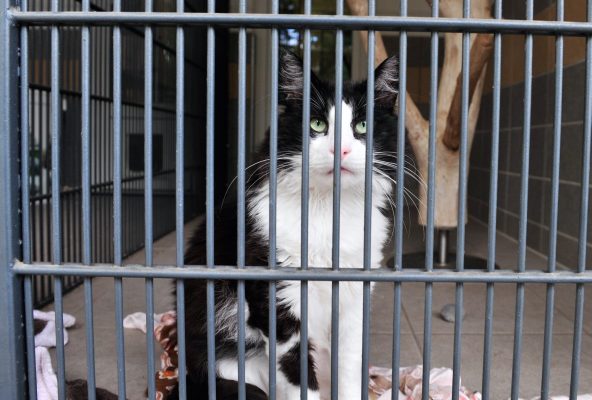 Im Saarbrücker Bertha-Bruch-Tierheim werden oft Katzen abgegeben, weil sie trächtig oder krank sind. Foto: BeckerBredel