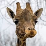 Auch Giraffen gibt es im Saarbrücker Zoo. Archivfoto: BeckerBredel.