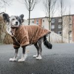 "Wanja", der chinesische Schopfhund, trägt beim Gassi gehen einen wärmenden braunen Mantel mit kuscheligem Kragen. Foto: dpa-Bildfunk/Frank Rumpenhorst