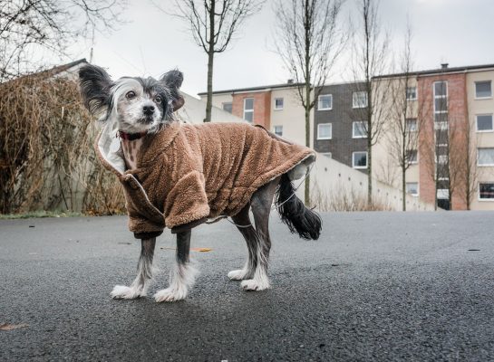 "Wanja", der chinesische Schopfhund, trägt beim Gassi gehen einen wärmenden braunen Mantel mit kuscheligem Kragen. Foto: dpa-Bildfunk/Frank Rumpenhorst