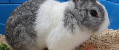 Das Kaninchen "Tabaluga" ist eines von vielen Tieren, die ein neues Zuhause suchen. Foto: Bertha-Bruch-Tierheim