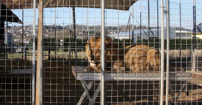 Die Löwen sind in Containtern untergebracht. Foto: Katja Sponholz/dpa-Bildfunk.