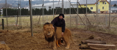 Dompteur Francisco Hernandez mit einem der Löwen in Blieskastel. Foto: Tobias Fuchs/SZ