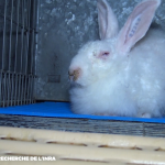 Hier zu sehen: ein Kaninchen auf einer französischer Pelzfarm. Foto: PETA/L214