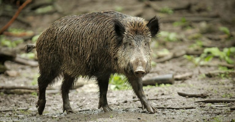 Für Menschen ungefährlich: die Afrikanische Schweinepest. Symbolfoto: Fredrik von Erichsen/dpa-Bildfunk.