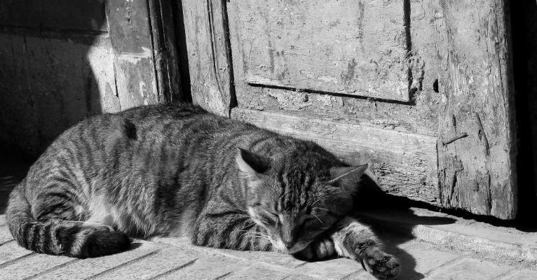 Schwer verletzt schleppte sich die Katze zu ihren Besitzern zurück. Symbolfoto: Pixabay (CC0-Lizenz)