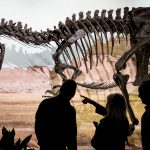 Das Skelett eines Allosaurus. Symbolfoto: dpa-Bildfunk/Peter Steffen
