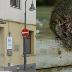 Wegen Rattenbefall geschlossen: Die City-Wache in Sulzbach. Symbolfoto: (links) BeckerBredel / (rechts) Pixabay