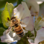 Bienen sollen im Saarland künftig besser leben können. Foto: Pixabay (CC0-Lizenz)