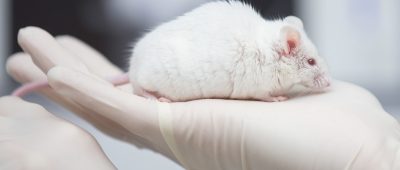 Mäuse werden am häufigsten für Tierversuche verwendet. Foto: Friso Gentsch/dpa-Bildfunk.
