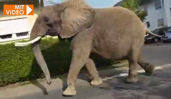 Der Elefant brach aus dem „Circus Krone" aus. Screenshot: Twitter/IronLurchi.