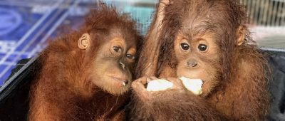 Auch Primaten gehören zu den sichergestellten Tieren. Symbolfoto: Ihsan Jabatan Kastam Padang Besa/BERNAMA/dpa-Bildfunk.