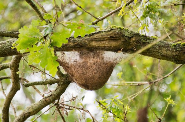 Ein Nest vom Eichenprozessionsspinner hängt in einer Eiche. Symbolfoto: dpa-Bildfunk/Julian Stratenschulte