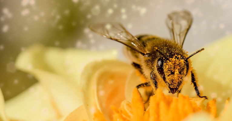 Die Wiese neben dem Saar-Landtag soll zum Bienenparadies werden. Symbolfoto: Pixabay (CC0-Lizenz)