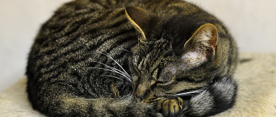 Stolze 91 Katzen tummeln sich derzeit im Bertha-Bruch-Tierheim in Saarbrücken. Symbolfoto: Pixabay (CC0-Lizenz)